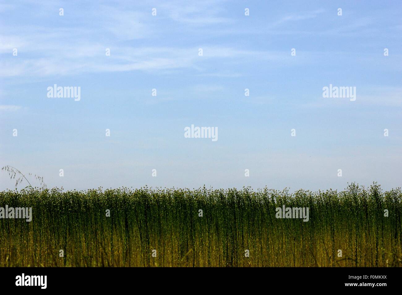 AJAXNETPHOTO. 2015. SOMME, Francia. - Semi di lino - Utilizzato per rendere il lino o di lino e di olio contro la crescente Summer Blue Sky. Foto:JONATHAN EASTLAND/AJAX REF:D152906 5405 Foto Stock