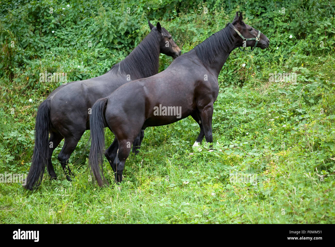 Due cavalli neri al di fuori nella natura salire su per la collina Foto Stock