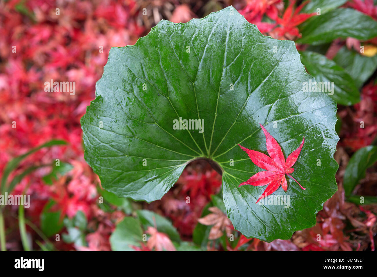 Red maple leaf sulla foglia verde, Hakone, Tokyo, Giappone, Asia Foto Stock