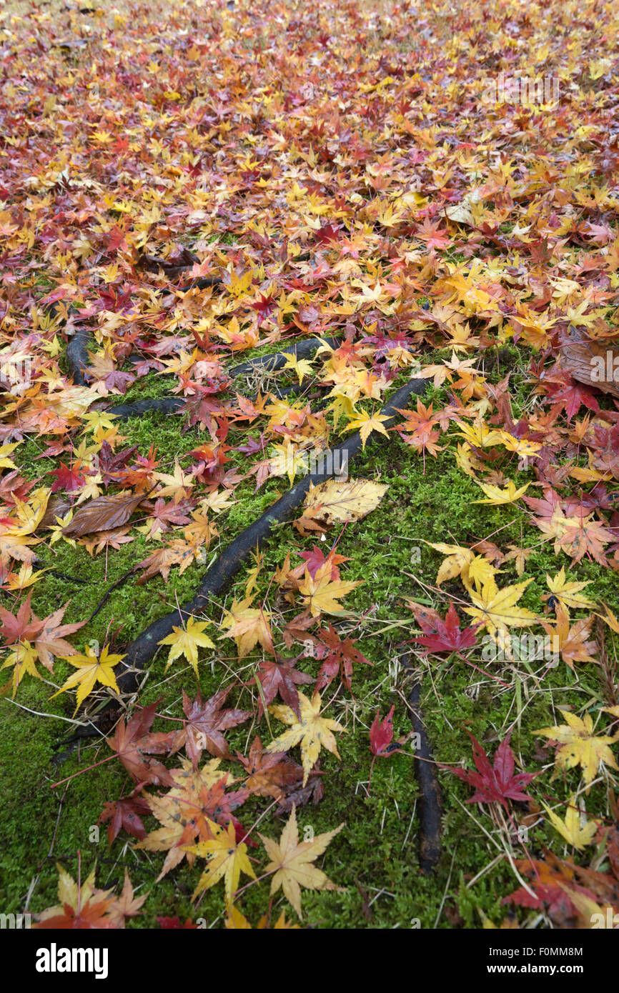 Autunno foglie di acero, Hakone, Tokyo, Giappone, Asia Foto Stock