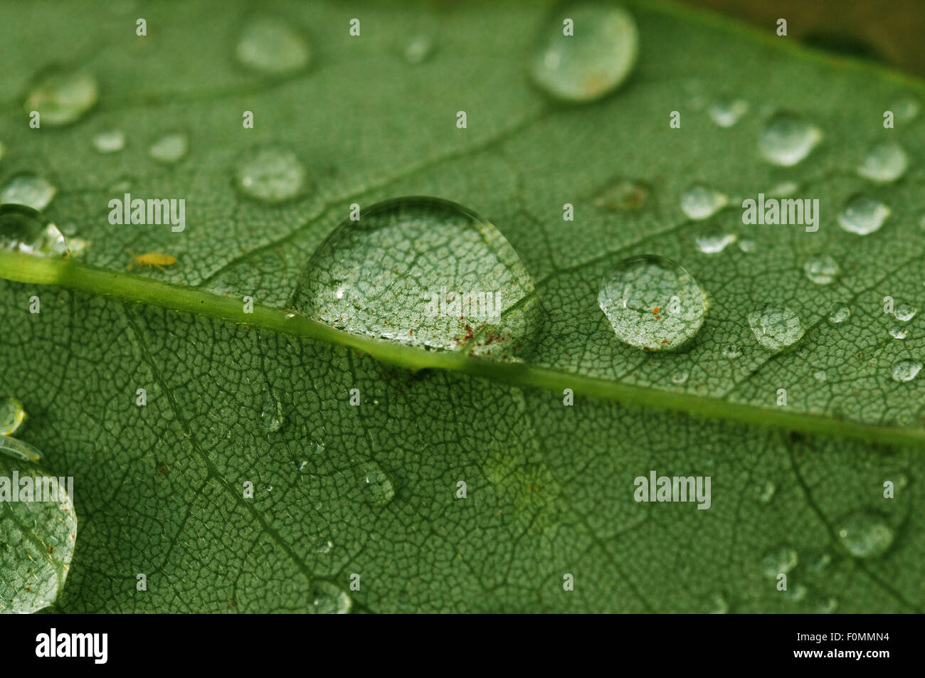 Macro shot di gocce di pioggia su una foglia verde Foto Stock