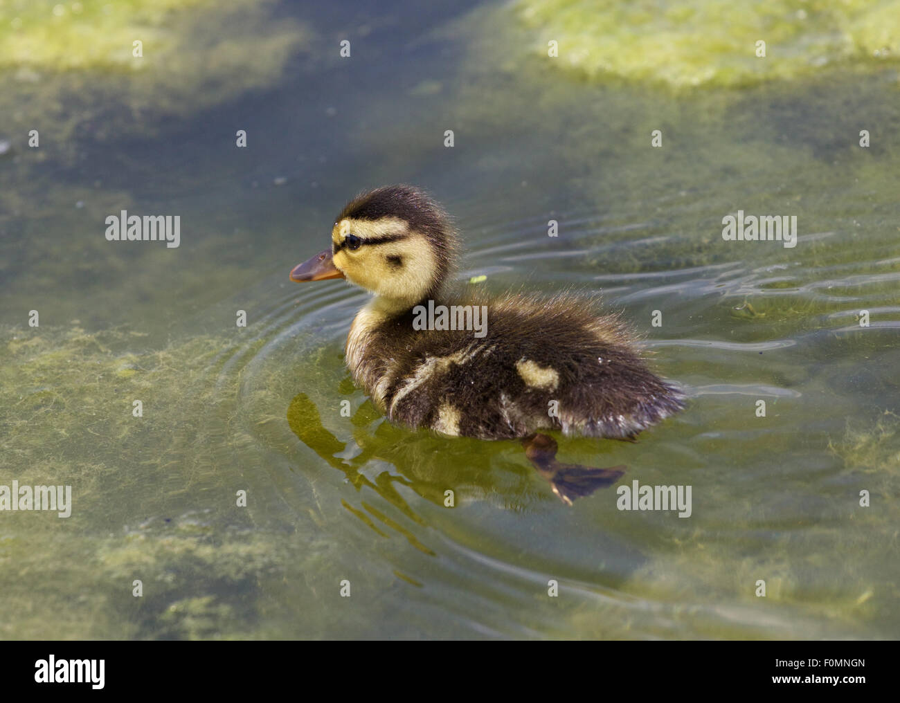 Molto carino duck nel lago Foto Stock