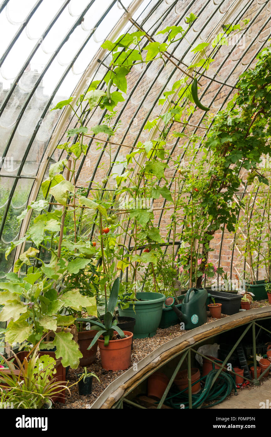 Piante che crescono all'interno della serra Italianamente in George VI Park, Ramsgate. Foto Stock