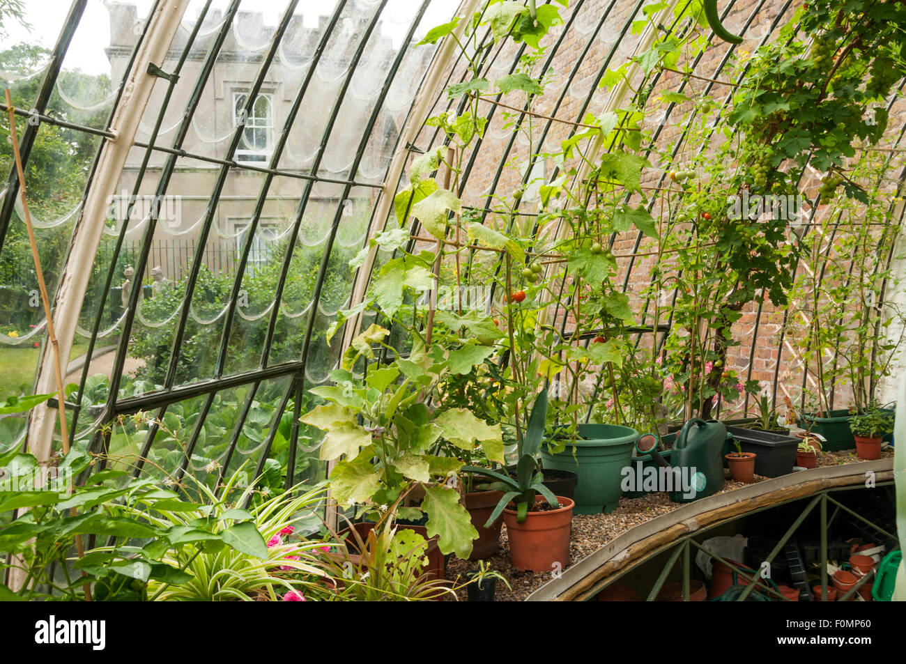 Piante che crescono all'interno della serra Italianamente in George VI Park, Ramsgate. Foto Stock
