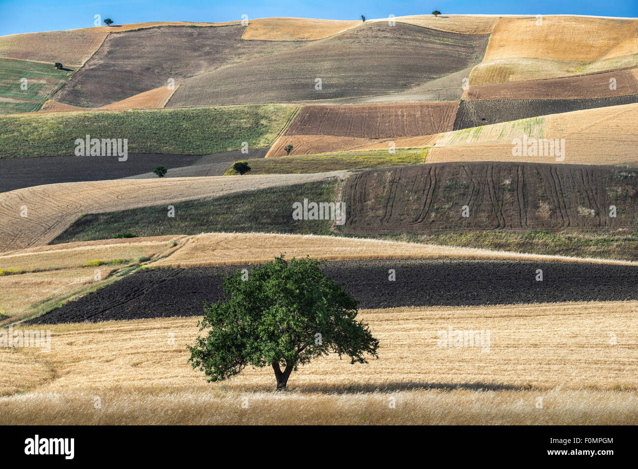 Un motivo a scacchiera di campi nei pressi di Grassano, provincia di Matera, Basilicata, Italia meridionale. Foto Stock