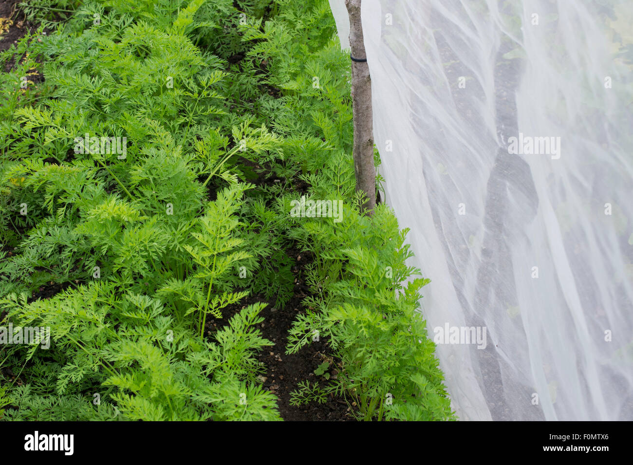 Anti carota Fly Screen attorno ad un raccolto di carota in un orto Foto Stock