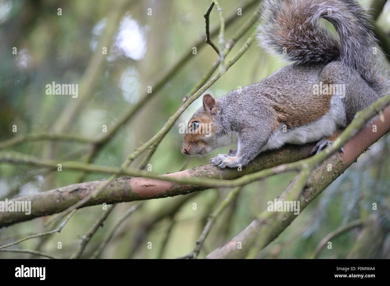 Lo scoiattolo su un ramo Foto Stock