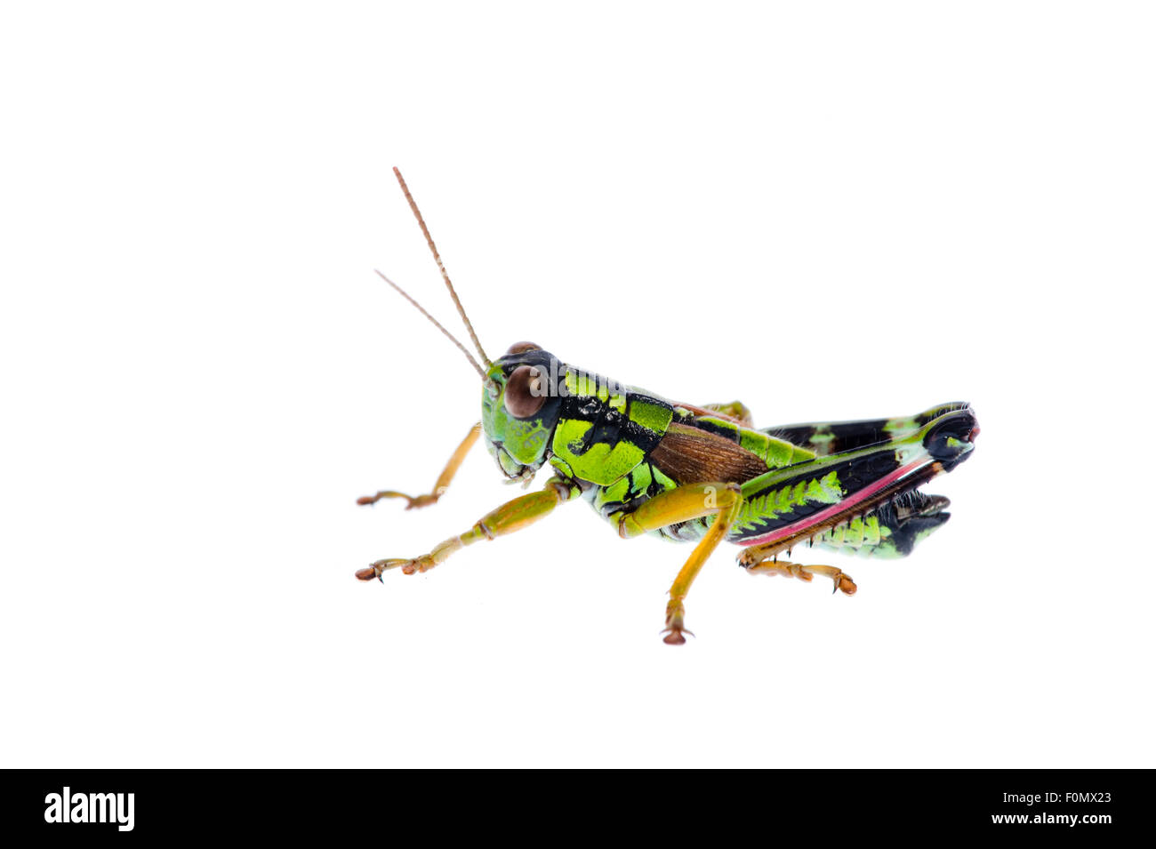 Montagna Verde grasshopper (Miramella alpina) Fliess, Naturpark Kaunergrat, Tirolo, Austria, Luglio 2008 Foto Stock