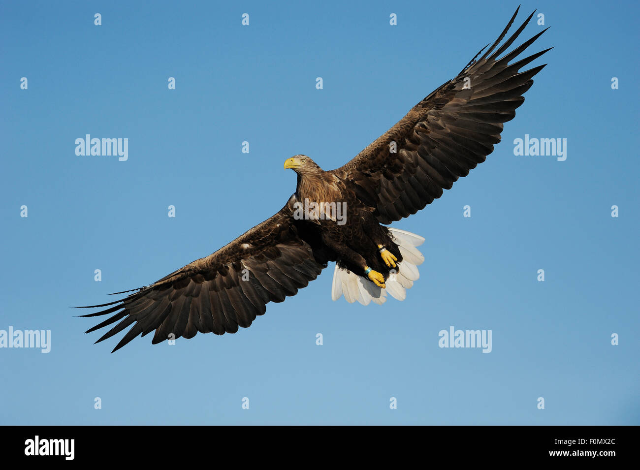 White Tailed sea eagle (Haliaeetus albicilla) in volo, Flatanger, Nord Trøndelag, Norvegia, Agosto 2008 Foto Stock