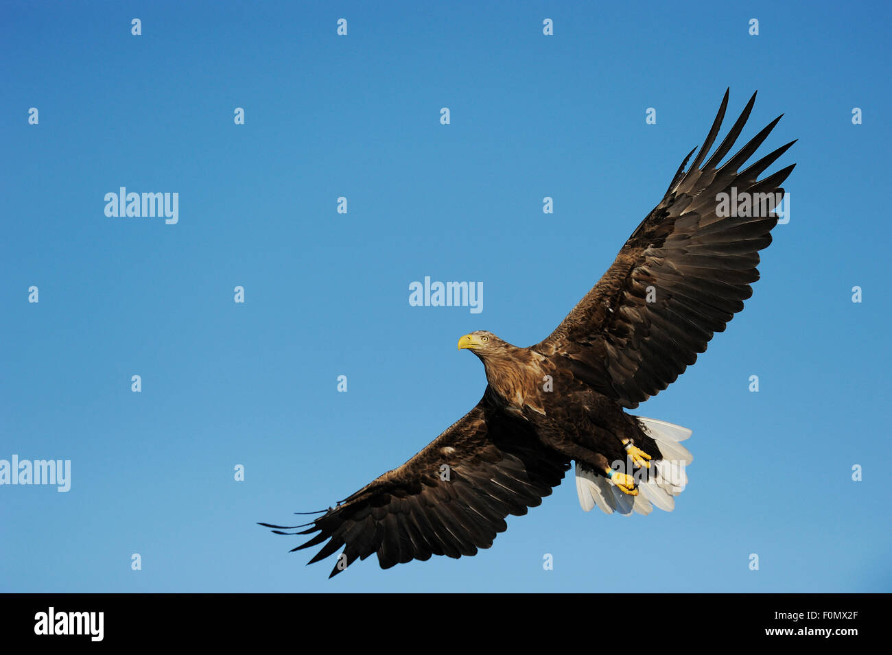 White Tailed sea eagle (Haliaeetus albicilla) in volo, Flatanger, Nord Trøndelag, Norvegia, Agosto 2008 Foto Stock