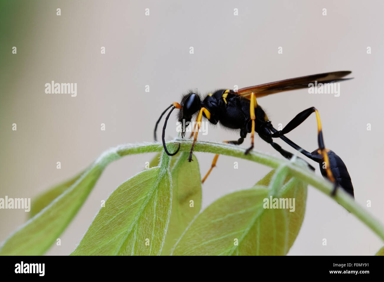 Wasp faccia su una foglia - sceliphron Foto Stock