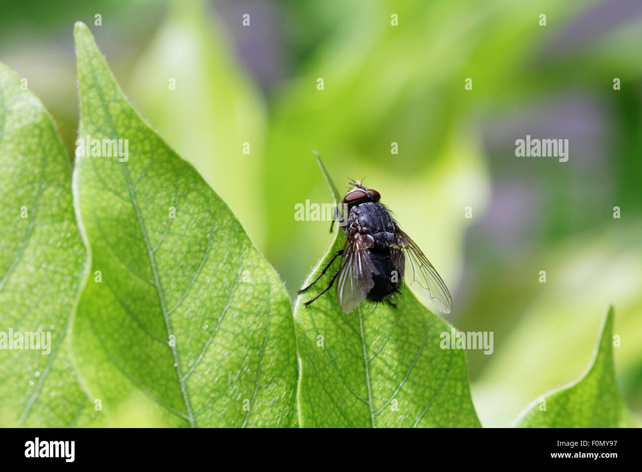 Mosca insetto immagini e fotografie stock ad alta risoluzione - Alamy