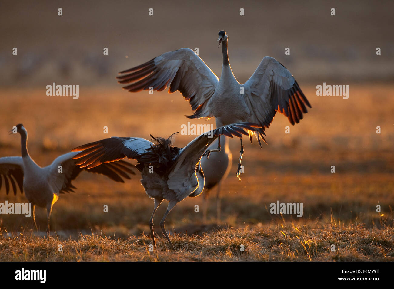 Comune / gru eurasiatica (grus grus) mostrante l'aggressione, il lago Hornborga, Hornborgasjön, Svezia, Aprile 2009 Foto Stock