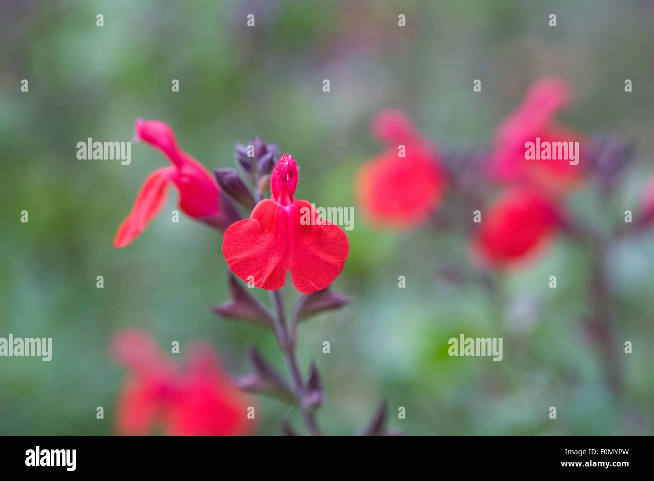 La Salvia x jamensis 'Maraschino' Foto Stock