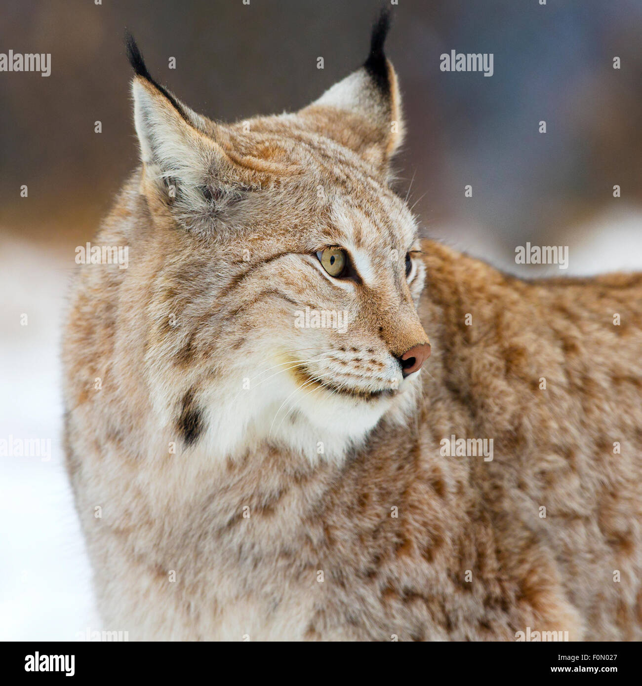 Close up di lynx nella foresta Foto Stock