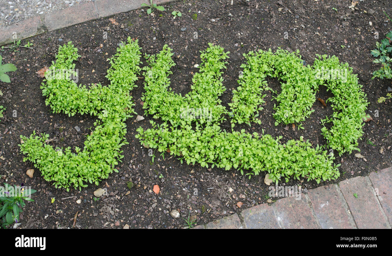 Lepidium sativum. Ammenda arricciata ortografia cress YUM in un giardino confine ad RHS Wisley Gardens, Surrey, Inghilterra Foto Stock