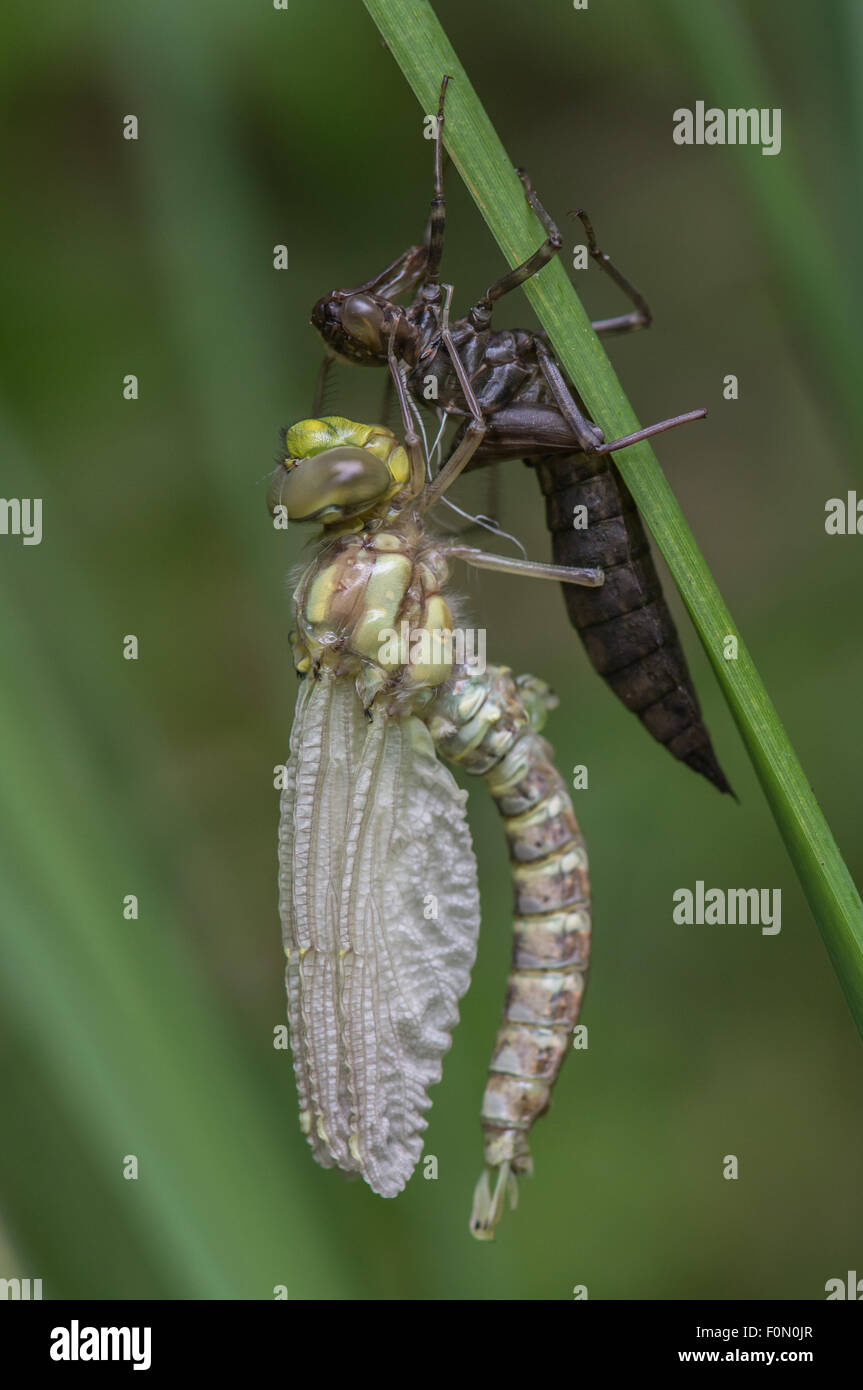 Southern Hawker appena emerso dall'esuvia - ali quasi completata - pompato fino Foto Stock