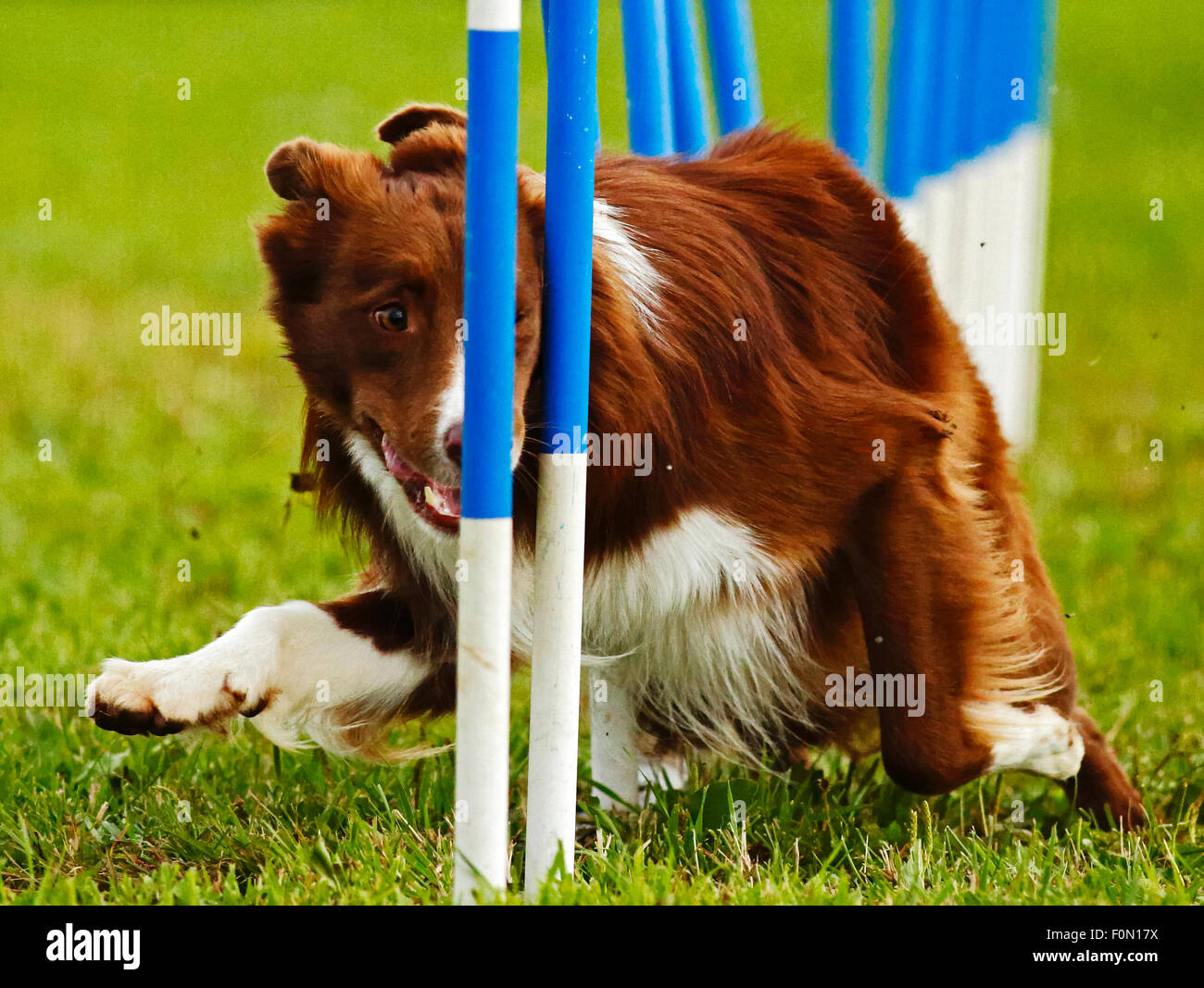 Un cane naviga la slalom poli di armatura all'agilità di associazione del Canada 2014 cane nazionale agilità campionati a Sussex, Foto Stock