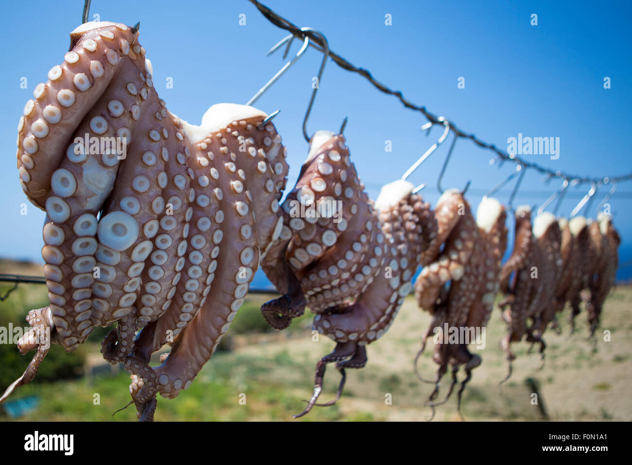 Origano sfregata tentacoli di polpo di essiccazione al sole al di fuori delle taverne sul mare sono sorprendentemente una visione comune in Grecia Foto Stock