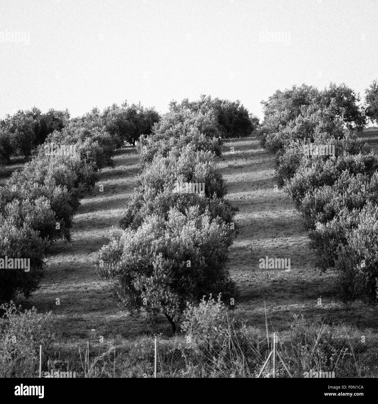 Alberi di olivo che cresce su una piccola azienda nella cittadina spagnola di Alhourin El Grande Foto Stock