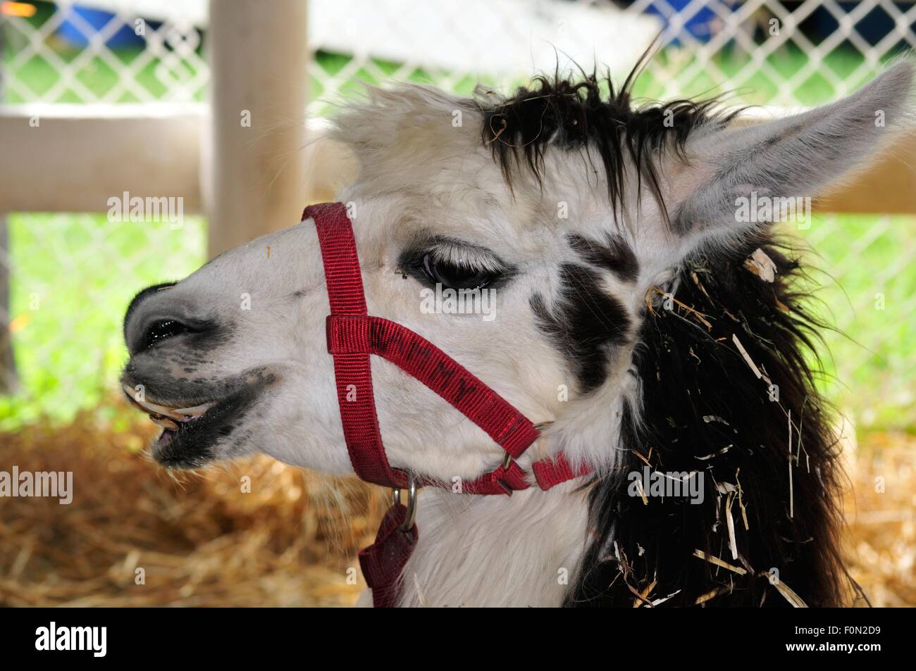 Llama in involucro a Warren County Fair Foto Stock