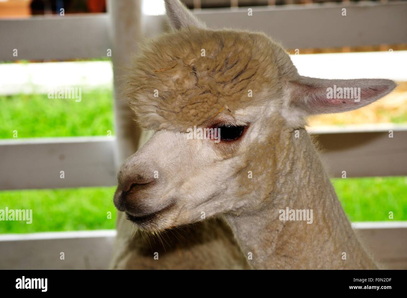 Alpaca nel contenitore a Warren County Fair Foto Stock