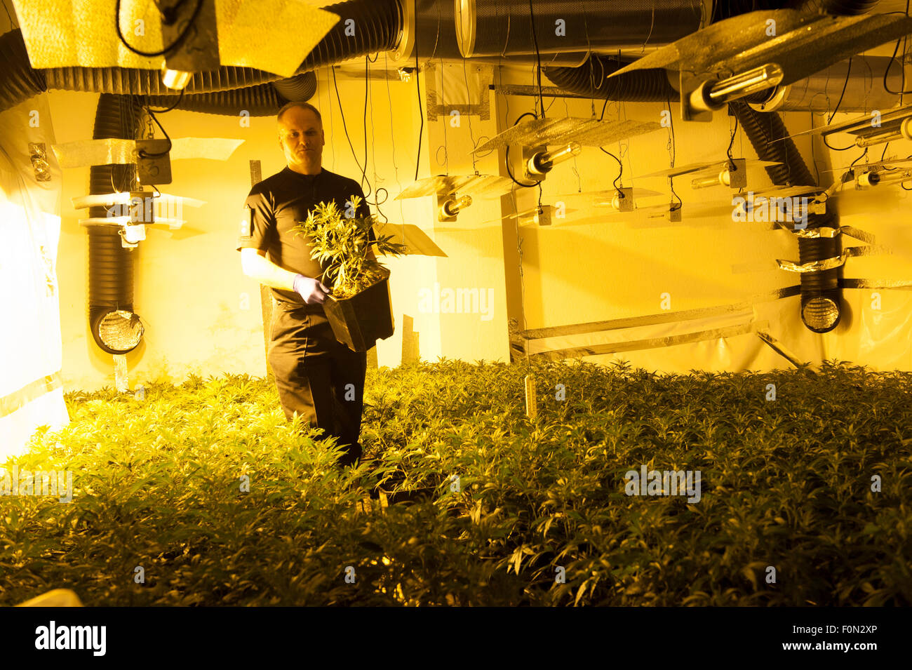 Propagate piante di cannabis Scoperti dalla Polizia di West Yorkshire in un dis usato cinema a Wakefield Foto Stock