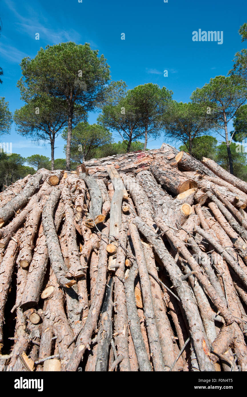 Tumulo di legno per essere trasformato in carbone, Cartaya Andalusia, Aprile 2009 Foto Stock