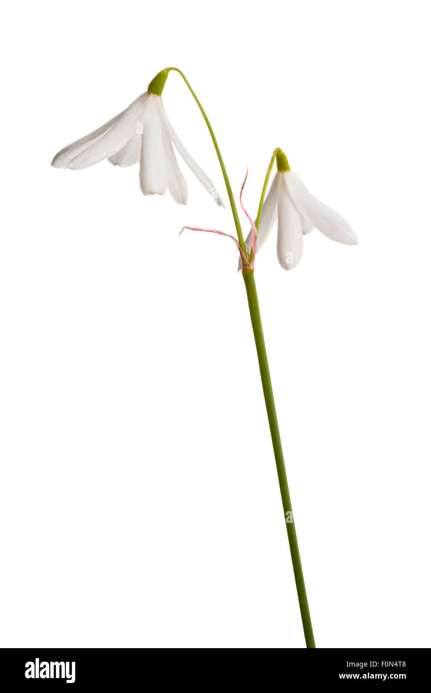 (Leucojum trichophyllum) fiori, Cartaya Andalusia, Aprile Foto Stock
