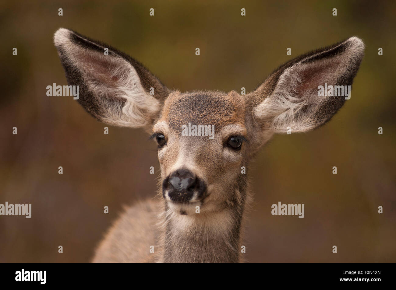 Young Mule Deer (Odocoileus hemionus). Foto Stock