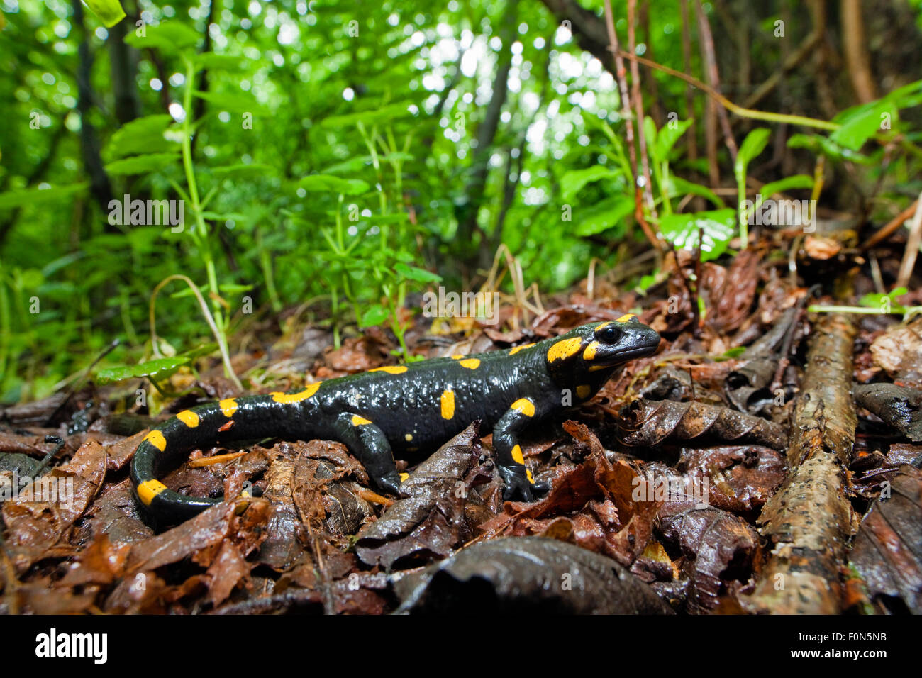 Europa / salamandra pezzata (Salamandra salamandra) sul suolo della foresta, Poloniny Parco Nazionale dei Carpazi occidentali, la Slovacchia, l'Europa, Maggio 2009 Foto Stock