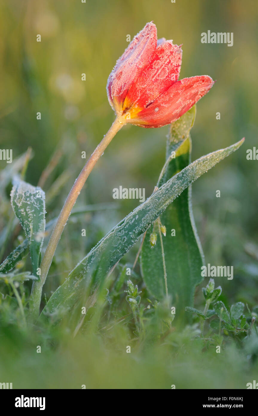 Coperto di brina Tulipano selvatico (Tulipa schrenkii) Rostovsky Riserva Naturale, Rostov Regione, Russia, Aprile 2009 Foto Stock