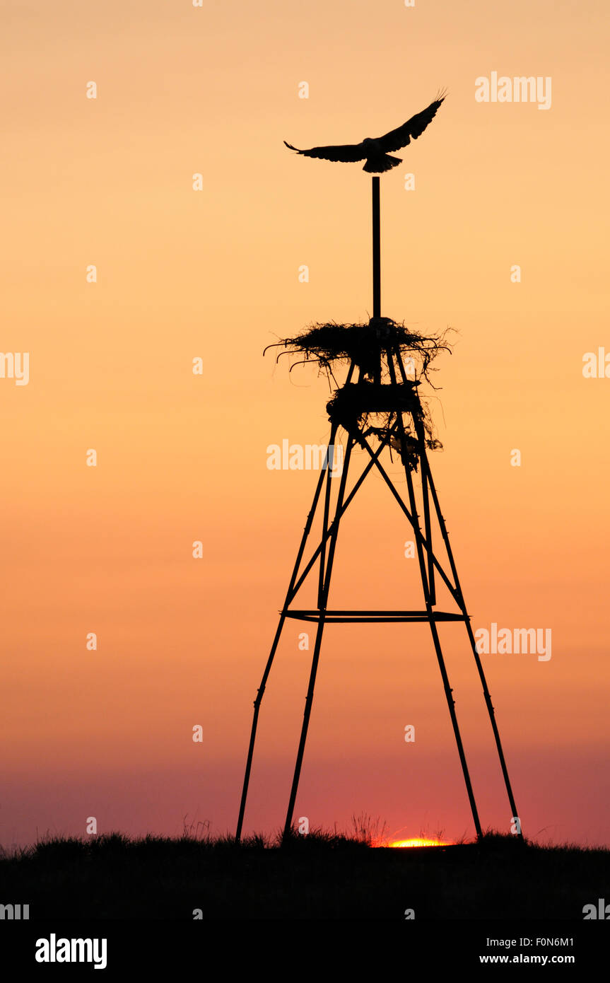 Dalle lunghe gambe poiana (Buteo rufinus) volando sul nido su una torre stagliano al tramonto, Cherniye Zemli (terra nera) Riserva Naturale, Kalmykia, Russia, Aprile 2009 Foto Stock