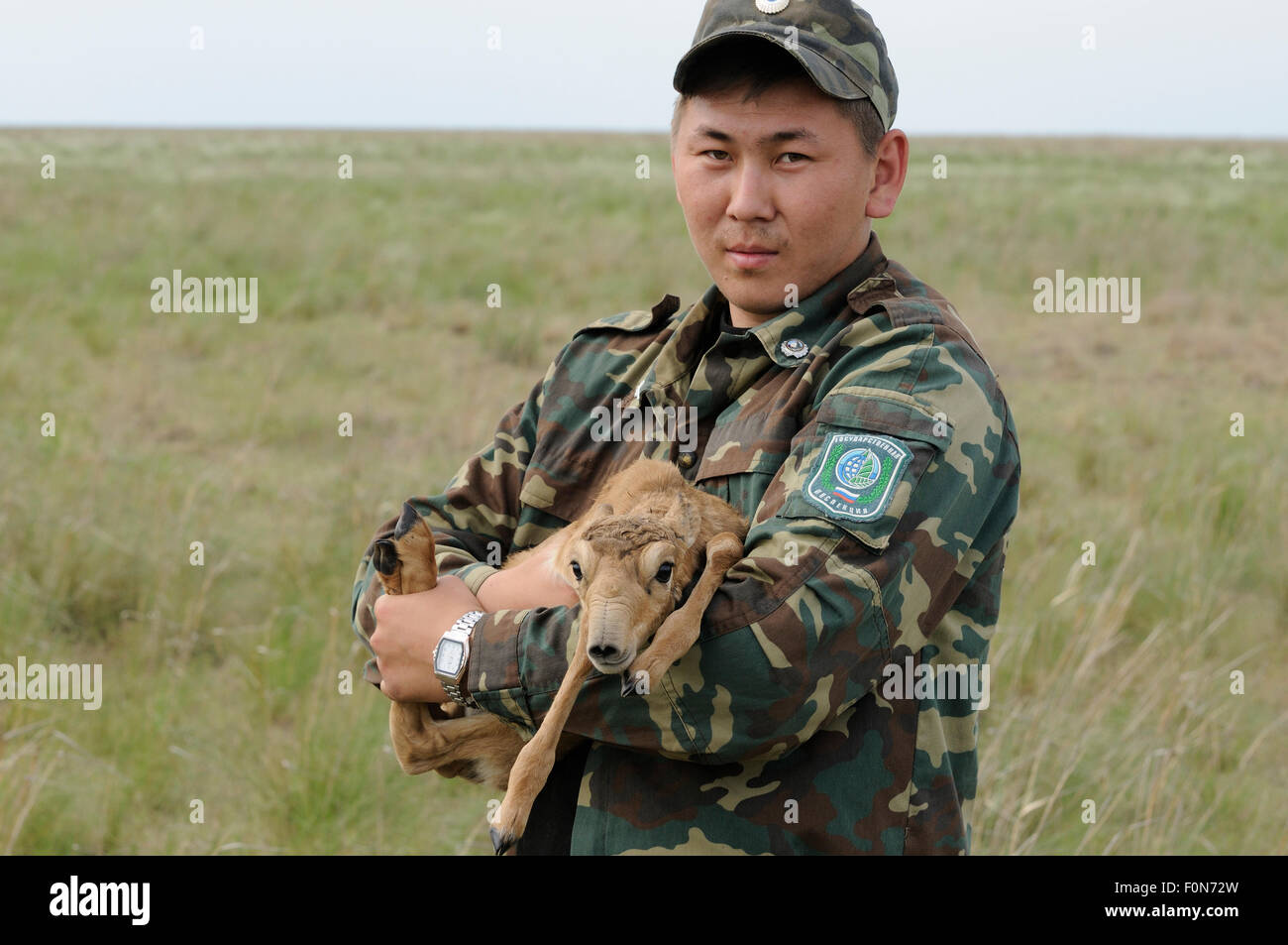 Saiga (antilope Saiga tatarica) essendo trattenuto per la pesatura e la misurazione da parte del personale dell'Cherniye Zemli (terra nera) Riserva Naturale, Kalmykia, Russia, Maggio 2009 Foto Stock