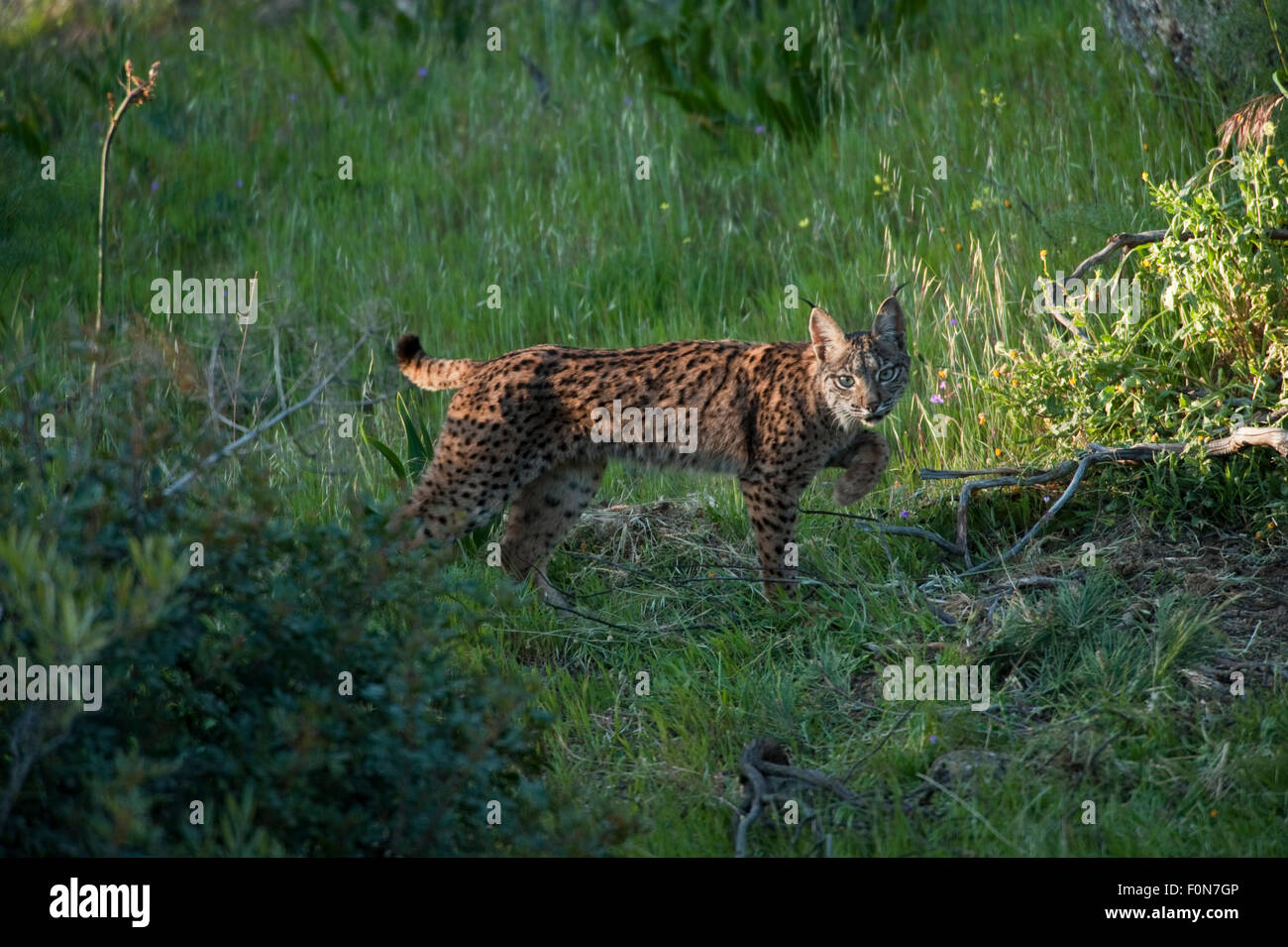 Wild lince iberica (Lynx pardinus) femmina, un anno, Sierra de Andujar parco naturale, bosco mediterraneo della Sierra Morena, a nord-est della provincia di Jaén, Andalusia, Spagna, aprile 2009, criticamente in pericolo di estinzione Foto Stock