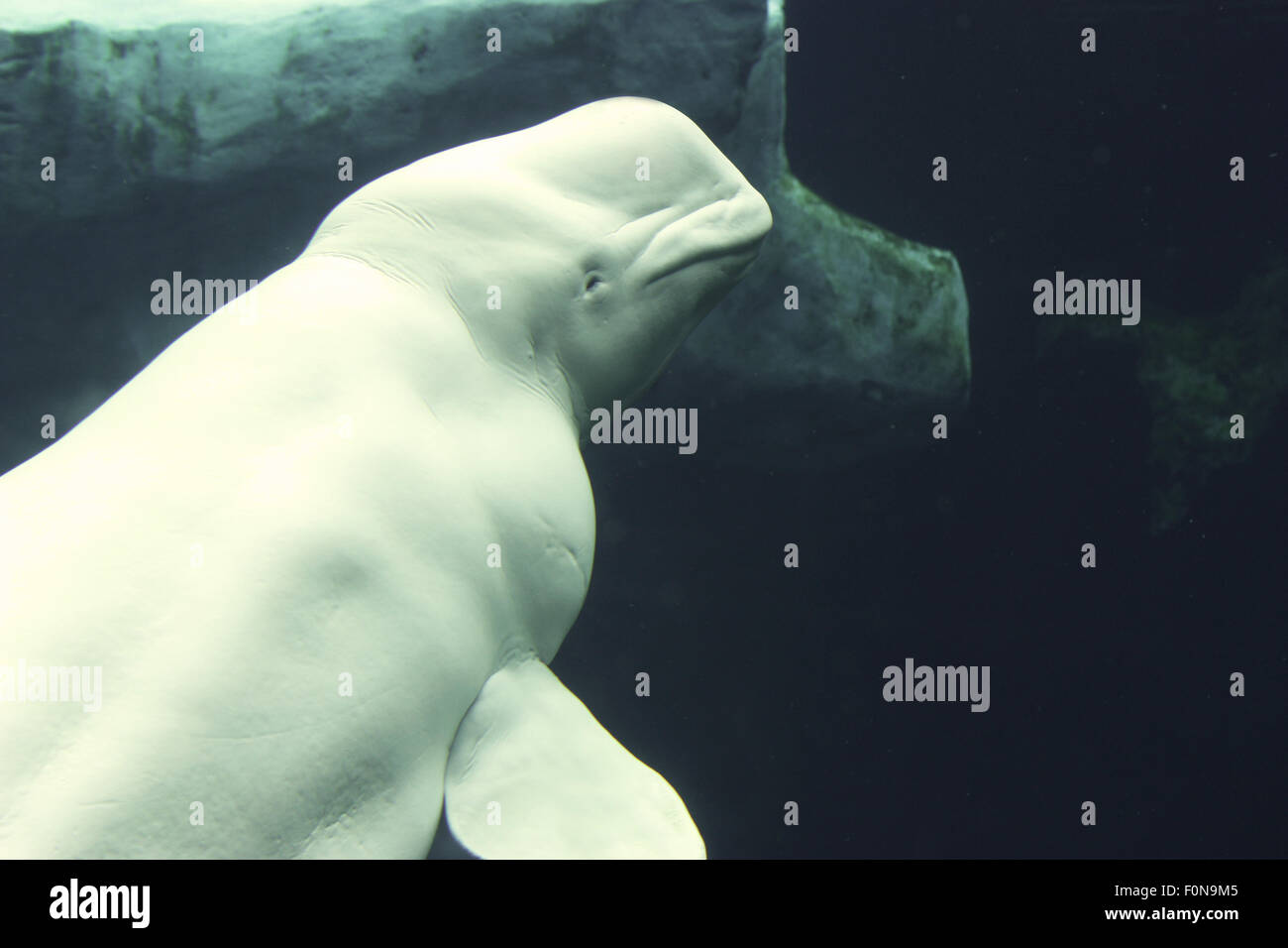 In via di estinzione balena bianca in acqua Foto Stock
