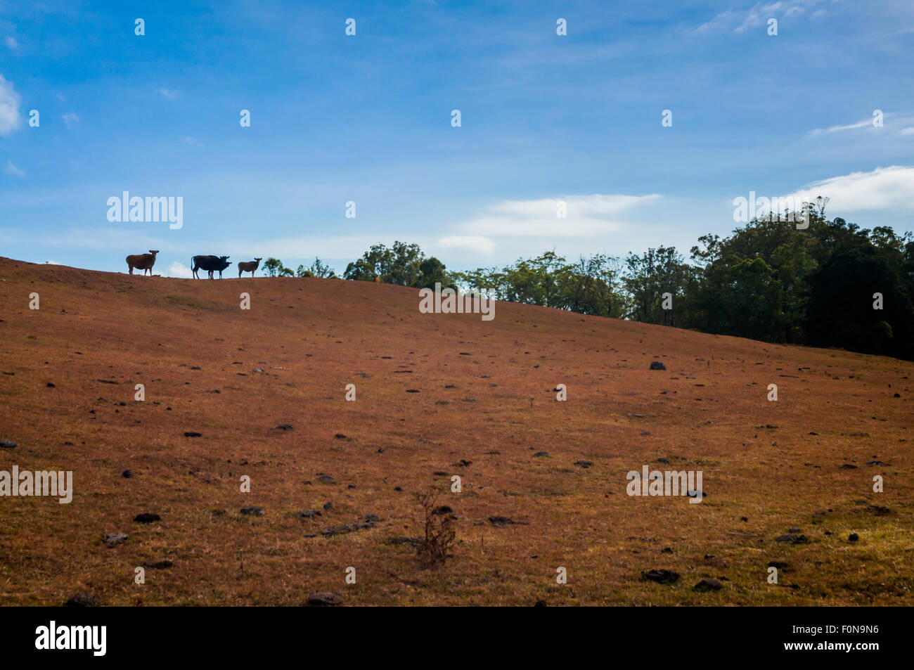 Paesaggio asciutto con mucche sulla collina, visto sul Monte Mutis, Timor Centro Sud, Nusa Tenggara Est, Indonesia. Foto Stock