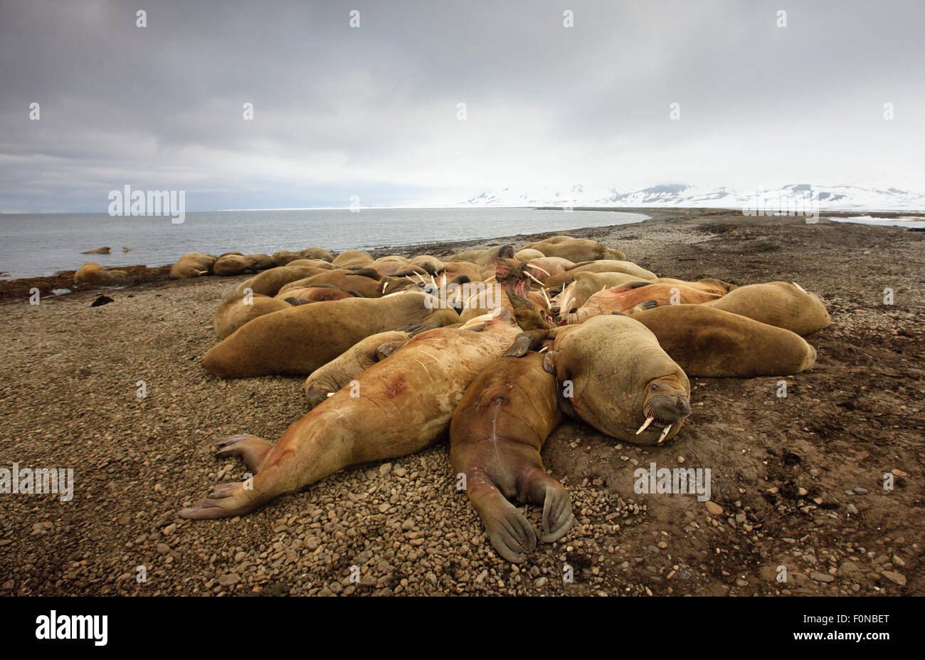 Tricheco (Odobenus rosmarus) colonia in appoggio sulla spiaggia, Richardlagunen, Forlandet National Park, Prins Karls Forlí e Isole Svalbard, Norvegia, Giugno 2009 Foto Stock