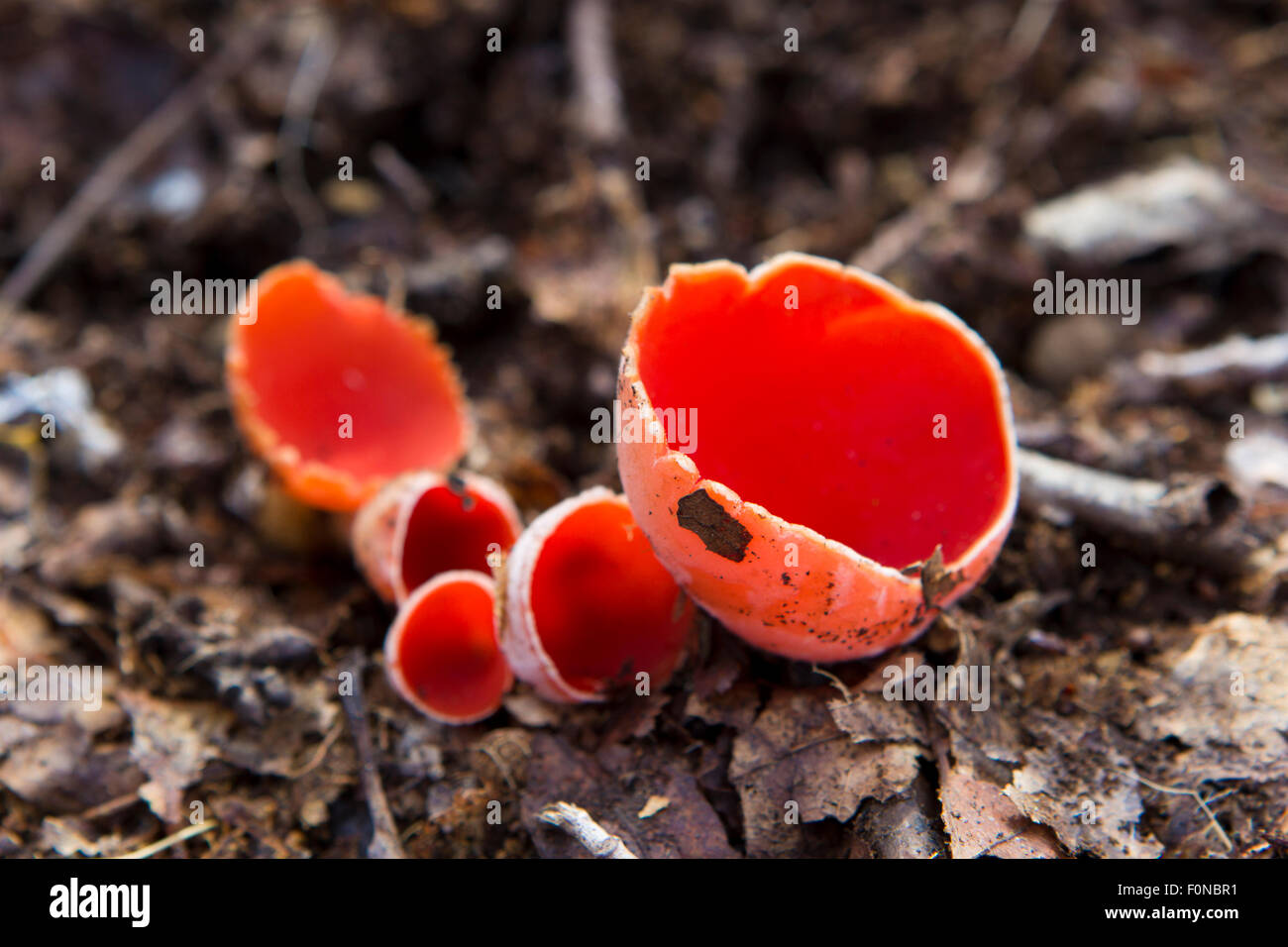 Sarcoscypha austriaca - rosso funghi isolati su uno sfondo di foglie secche Foto Stock
