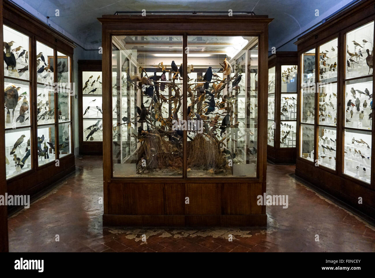 Gli uccelli del paradiso sul display, Firenze Museo di Storia Naturale Foto Stock