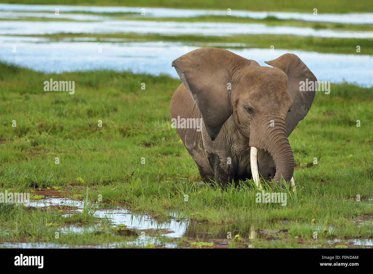 Elefante africano (Loxodonta africana) con orecchie sollevata, nella palude, Amboseli National Park, Kenya Foto Stock