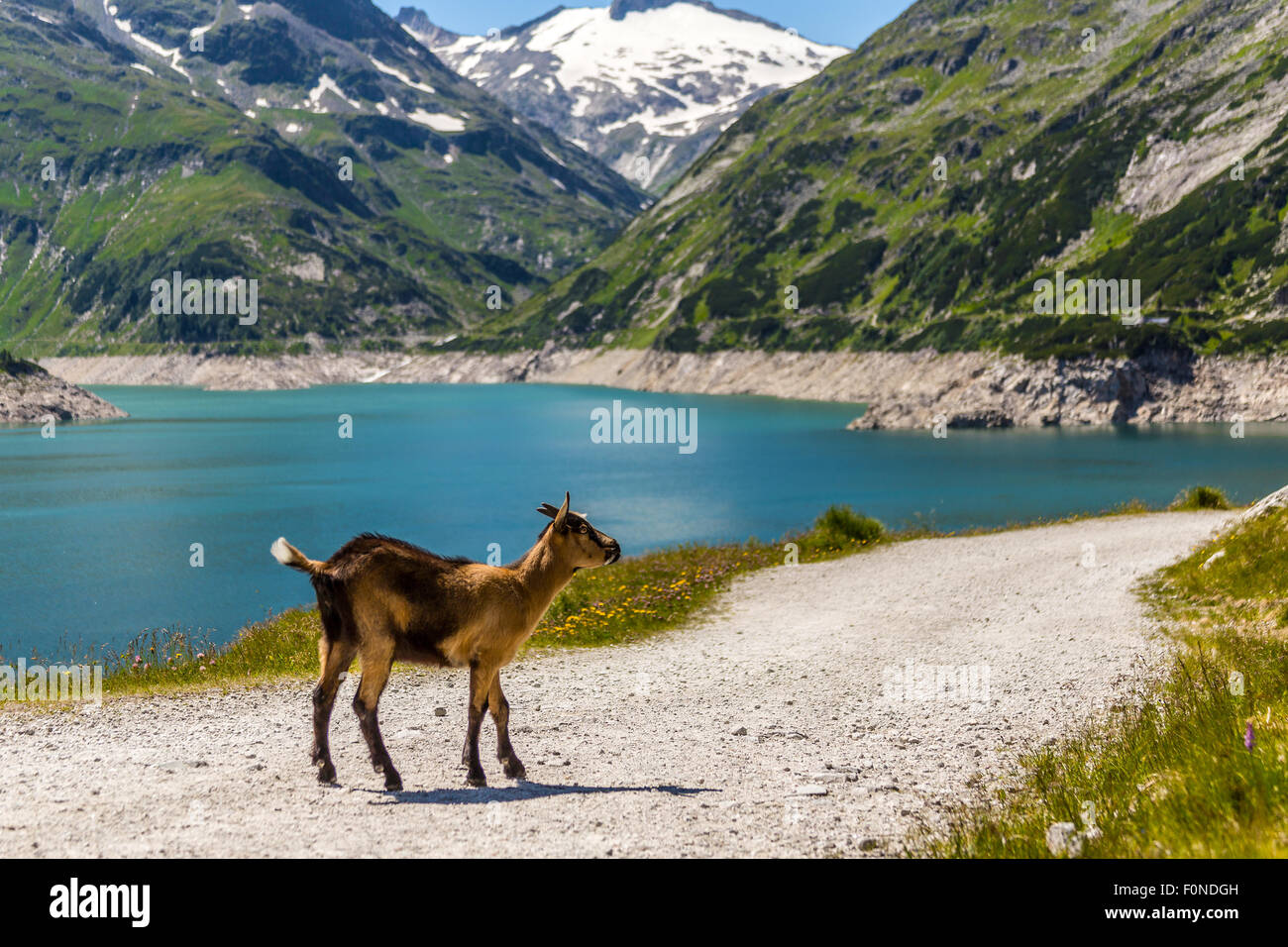Giovane capra marrone a un Alpine in Austria Foto Stock