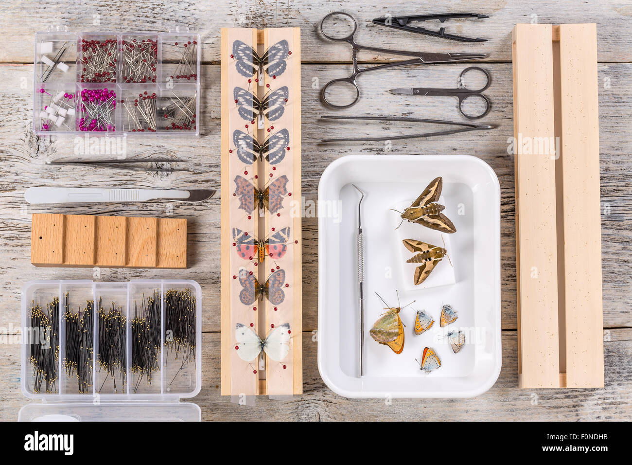Le farfalle e gli strumenti utilizzati per preservare Foto Stock