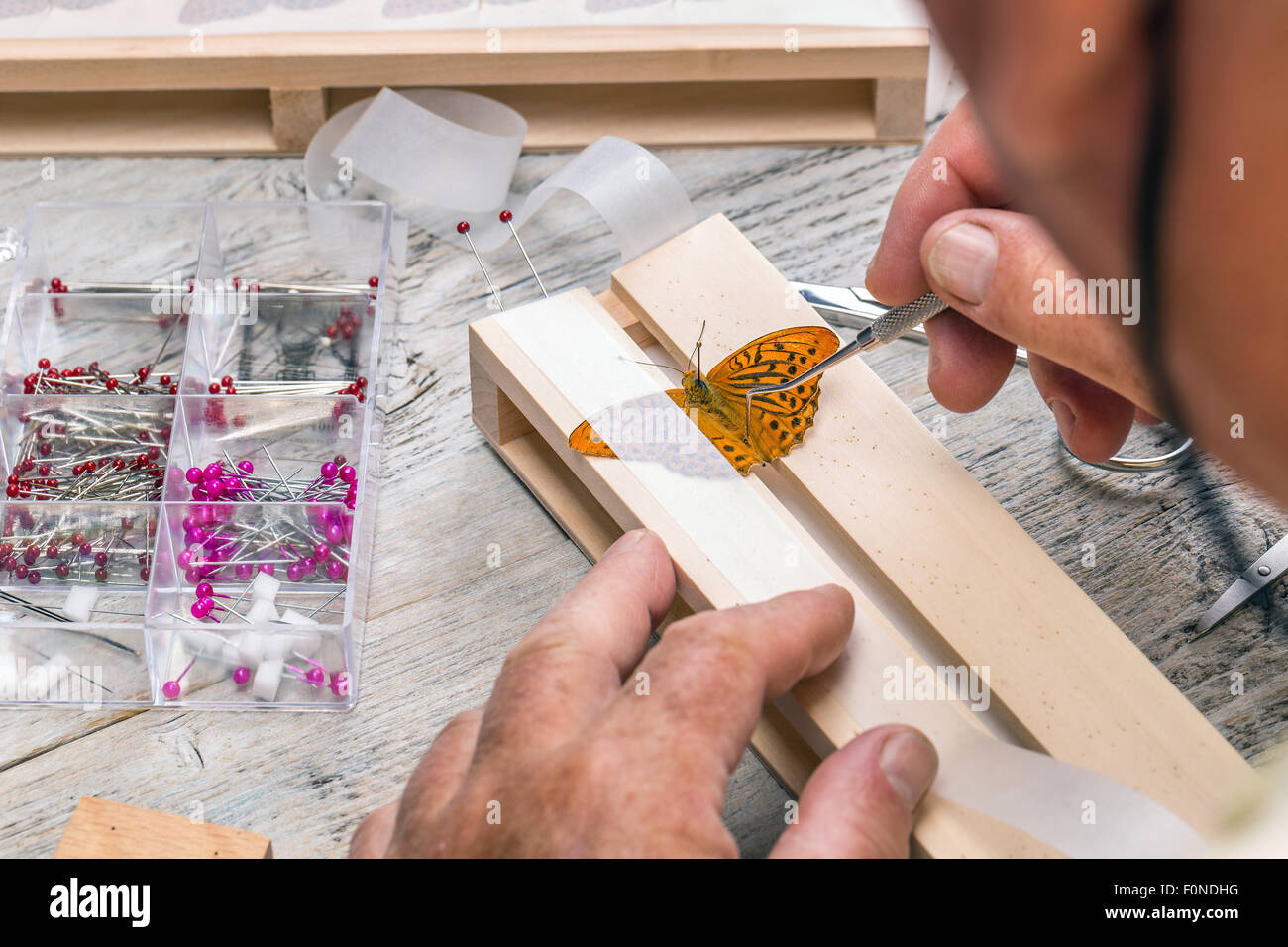 Il pinning farfalle selvatici per esposizione museale Foto Stock