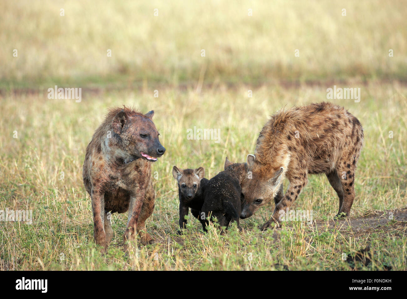 Spotted Hyena (Crocuta crocuta), femmina con cuccioli, il Masai Mara riserva nazionale, Kenya Foto Stock