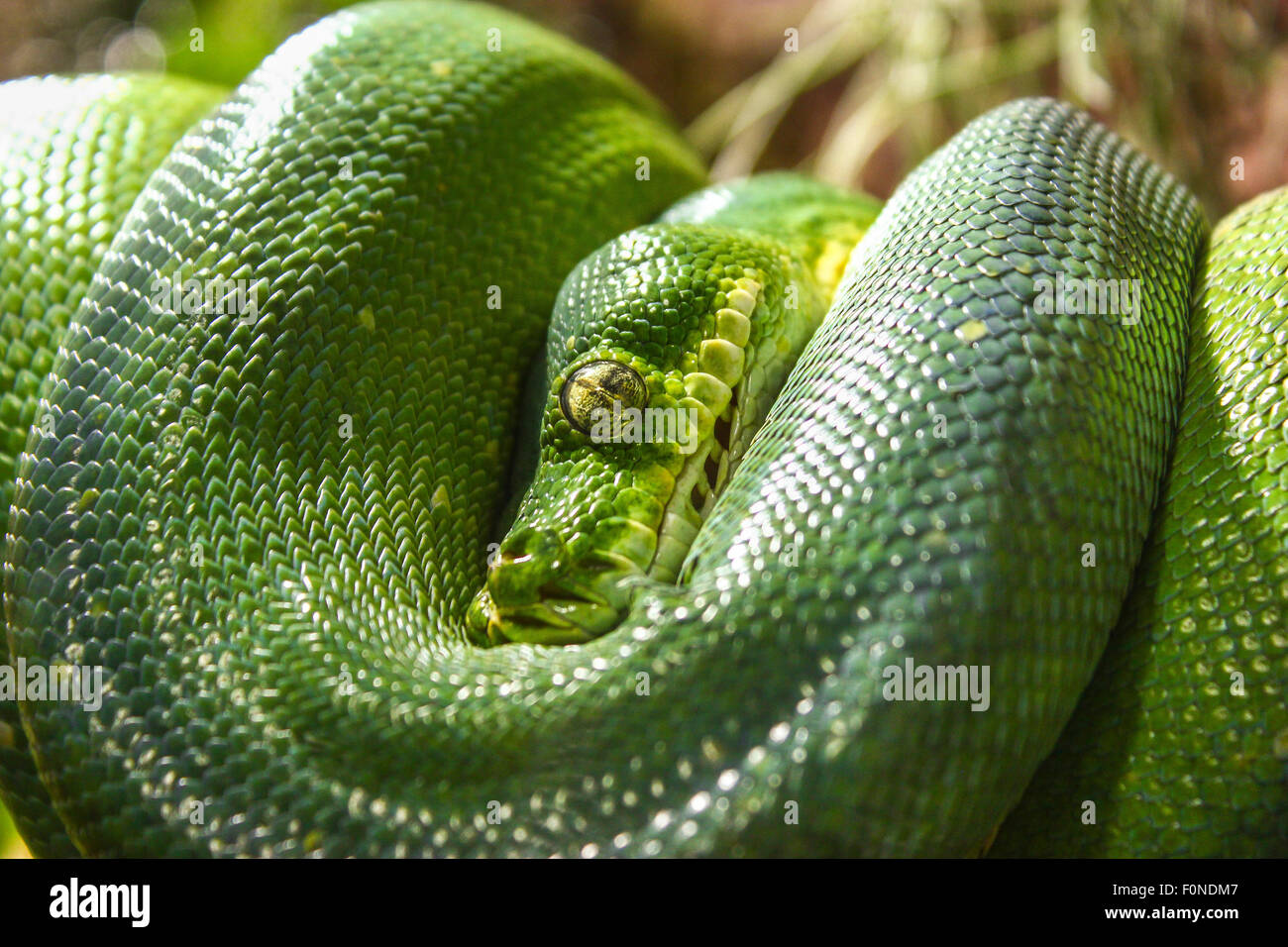 Green Tree Python (Chondropython viridis), captive Foto Stock