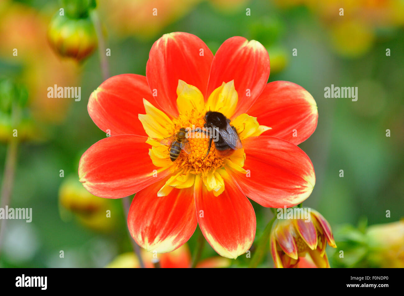 Dahlia (Dahlia), varietà Pooh, bloom con red-tailed bumblebee (Bombus lapidarius) e miele delle api (Apis), Renania settentrionale-Vestfalia Foto Stock