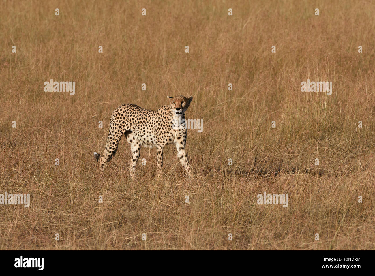 Femmina di ghepardo (Acinonyx jubatus) roaming le praterie, il Masai Mara riserva nazionale, Narok County, Kenya Foto Stock