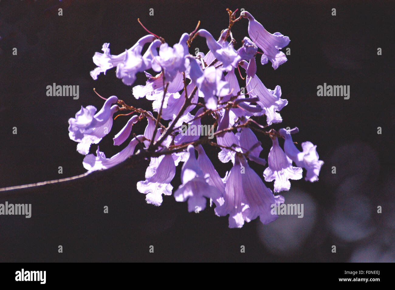 Jacaranda tree (Jacaranda mimosifolia) Grafton, Nuovo Galles del Sud, Australia Foto Stock