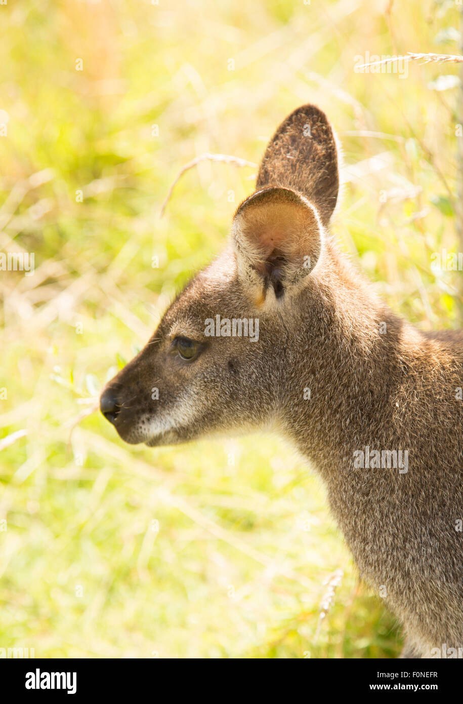 Wallaby ritratto su sfondo di erba Foto Stock